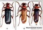 Rhamnusium bicolor